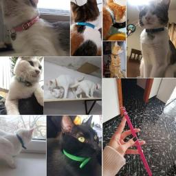 Colar de couro colorido para cachorro, gato e gatinho, colar personalizado com nome, acessórios para animais, arnês - Image 5