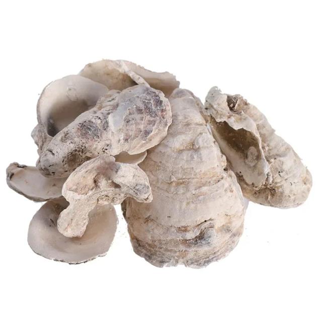Filtro Biológico Natural de Casca de Ostra para Aquários - Mídia de Filtro 200g e 500g, Regulador de pH 5-10cm, Acessórios para Tanque de Peixes