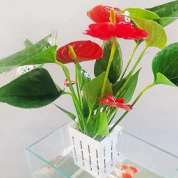 Suporte De Plantas De Aquário Montado Na Parede, Pendurado Tanque De Peixes, Cesta De Plantas Hidropônicas, Copos, Suprimentos De Decoração De Jardim Em Casa - Image 6