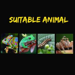 Caixa De Alimentação De Plástico Transparente, Terrário Para Répteis Aranha, Inseto, Lagarto, Besouro, Transporte, Reprodução De Alimentos, Recipiente De Criação, 1Pc - Image 4