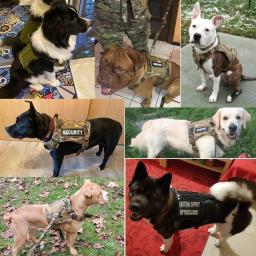 Arnês para cães grandes, acessórios para animais médios e pequenos, colete de cachorro, treinamento militar tático, roupas de peito de caminhada - Image 5