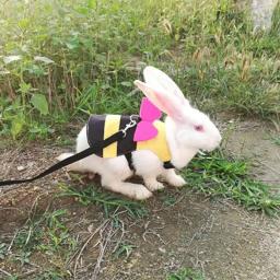 Pequeno Animal Arnês Trela Set Ajustável Arnês Macio Com Trela Elástica Para Coelhos Chinchilas Hamsters Gatos Pet Vest Roupas - Image 3