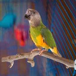 Ventosa de madeira Suporte para Papagaio, Suporte para Budgie Pássaros Pequenos e Médios, Brinquedo de poleiro, Wall Travel Cage Stick, Lovebird e Bluebirds Periquito - Image 6