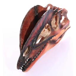 Modelo de dinossauro dilophosaurus resina artesanato cabeça crânio dinossauro fóssil esqueleto animal crânio estátuas artesanato ornamento adereços - Image 5