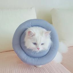 Gato elizabetano colar gato anti-mordida colar para banheiro à prova dwaterproof água filhote de cachorro gato proteção capa suprimentos para animais de estimação - Image 3