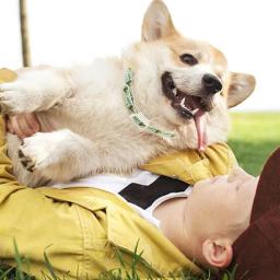 Coleiras de pulgas portáteis para animais, Coleira ajustável para cães e gatos, Seguro e ao ar livre, Pet Must Have Ajustável - Image 2