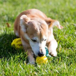 Rubber Dog Ball Toys para Pet, Limpeza dos dentes, Snack Ball, Pet Products, Filhotes, Cães grandes, Engraçado - Image 6