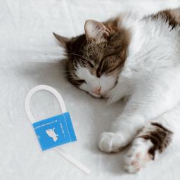 Relógio automático para gatos e cães, Pet Dog Use Monitor Cuff, suprimentos para animais, punhos Bp - Image 2