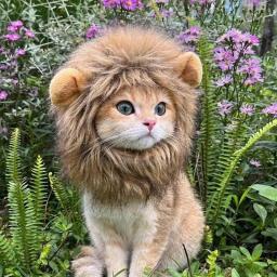 Leão juba cosplay peruca para gato, pele-friendly, pet trajes, transformar seu gato em um forte - Image 4