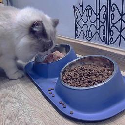 Tigela de gato dupla de aço inoxidável Recipiente de comida para cães Base antiderrapante Alimentador de água para animais de estimação Guarda de segurança de inclinação - Image 5
