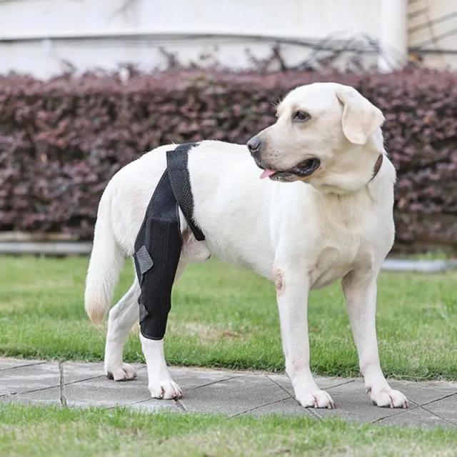 Atadura para Elbow Brace de Cães: Imobilizador Articular, Suporte para Curativos e Material Médico