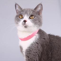 Coleira repelente de animais contra pulgas e carrapatos, macia e ajustável, adequada para gatos e cães, Material PE, A9K3, 27 cm, 40 cm - Image 5