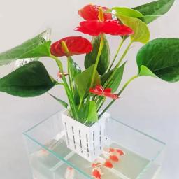 Parede montada planta aquática crescente cesta, suporte do tanque de peixes, aquário hidropônico Planta Copos, 1pc - Image 3