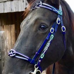Couro do plutônio Halter e chumbo cordas, ergonômico e confortável, cabeçadas irrestritas com fivela do metal - Image 5