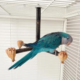 Poleiro pássaro moagem scratchers suporte molar para papagaios conure budgies brinquedo - Image 4