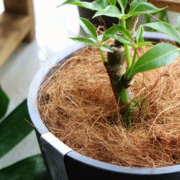 Cobertura de vaso de fibra de coco natural, Artesanato à Prova de Insetos, Proteja o Solo da Flor, Mantenha Ninho de Pássaro Quente, 50g, 100g - Image 2