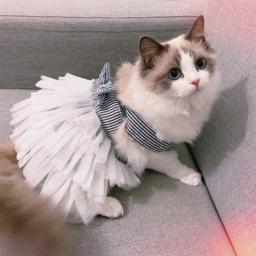 Roupas listradas para cães e gatos pequenos, fantasias para animais, vestido para gatinhos macios, roupa para cachorros, roupas para animais, primavera e verão - Image 1