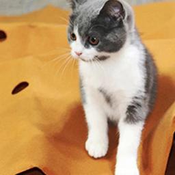 Brinquedo interativo do jogo para o treinamento do animal de estimação, Saco do túnel do gato, Tubo do jogo, Cama divertida, Treinamento do gato - Image 4