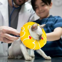 Colar de recuperação de gato | colar de recuperação de animais de estimação macio de proteção ajustável bonito donut elizabeth colar fornecer suporte de pescoço completo - Image 4