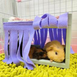 Suave confortável Hide House Bed Tassel porta cortina, lavável pequenos animais, gaiola de hamster, acessórios para cobaia, Pet Supplies - Image 4