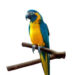 Espelho De Pássaro Brinquedo Interativo De Madeira Do Jogo Com Perch Para Pequenos Periquito Periquito Calopsita Conure Lovebird Gaiola Acessórios - Image 6