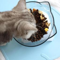 Alimentador de animais antiderrapante com suporte de inclinação, Água alimentar, Tigelas para cães, Tigela de alimentação de gato - Image 5