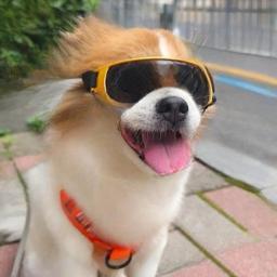 Óculos de proteção para cães pequenos com proteção UV, Doggy Sunglasses, Windproof Sun Soft Frame Pet Glasses, Outdoor Riding and Driving Glasses - Image 3