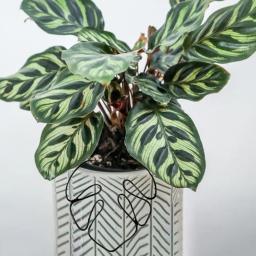 Estaca De Suporte De Planta, Rustproof, Resistente À Corrosão, Instalação Simples, Monstera Shaped, Pilha De Flores - Image 2