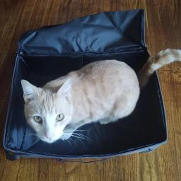 Dobrável Travel Cat Litter Box com tampa e alça, suprimentos para casa automática, toda a temporada - Image 2