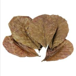 Folhas naturais terminfo, folha de almond, tratamento de limpeza de peixes, aquário, envio direto - Image 3