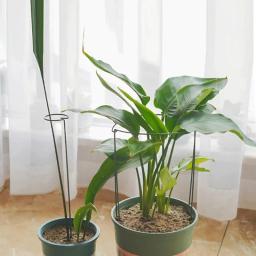 Estacas de suporte de plantas, metade do metal redondo, gaiola e suporte de jardim, suporte de plantas verdes, borda do anel para flor, interior, 6pcs - Image 3