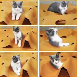 Dobrável resistente a riscos Pet jogando Game Mat, Gato jogando o jogo, Tapete de atividade de treinamento, Mordida escalada, Cat Litter Mat Pad - Image 4