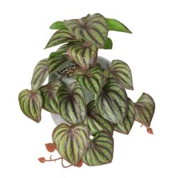 Terrário artificial planta para répteis anfíbio para tanque pet habitat decorações folhas tropicais realistas folha de plástico rattan - Image 3