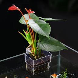 Multifuncional Aquário De Peixes, Água Grama Plantando Copa, Reprodução Caixa De Isolamento, Aquário De Peixes, Plantas Hidropônicas, Paisagismo - Image 2