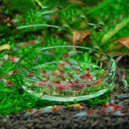 Conjunto De Prato De Tubo De Alimentador De Aquário De Vidro, Alta Transparente, Forte Ventosa, Aquário, Peixe, Alimentação De Camarão, Acessórios De Bacia - Image 6