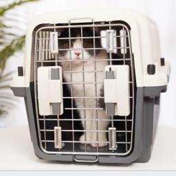 Outdoor Portable Pet Carrier Box, Gaiola de transporte de grande capacidade, aviação, respirável, cão, gato, pet fornecimentos - Image 5