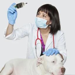 Pet Ear Cleaning Powder para gatos e cães, Ear Rinse Cleaner, Ear Hair Removing Powder, Cuidados de saúde, Suprimentos de limpeza - Image 2
