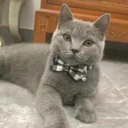 Moda xadrez cão gato arco colar com sinos ajustável acessórios para animais de estimação gatos gotas sphynx katten coleiras maschas suprimentos - Image 2