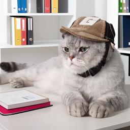 Boné de beisebol com orelhas para animais, chapéu protetor solar ajustável, esportes ao ar livre, pequenos, médios e grandes, gatos, cachorros, gatinhos - Image 2