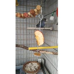 Garfo de frutas de aço inoxidável para espeto vegetal, brinquedo do pássaro, lança pendurado titular, papagaio de estimação, periquito, garfo de alimentação de carne - Image 2