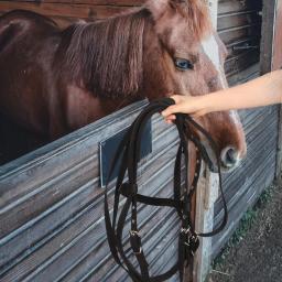 Corda de náilon halter cavalos confortável sem mordida design treinamento de cavalo rein bitless brida rein ajustável durável forte - Image 2