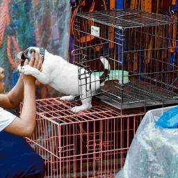 Canil de ferro dobrável para animais de estimação, Gaiola dobrável, Cat Training Kennel, Caixa de animais - Image 5