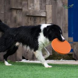 Pires voadores de silicone para cão e gato, Discos voadores engraçados, Brinquedo resistente a mastigar, Treinamento de cachorro, Pet interativo - Image 4