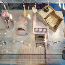 Funny Hamster House with Ladder, Gerbil House, Cage Acessórios, Decoração para Ratos, Pequenos Animais - Image 5