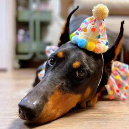 Chapéu para festa de aniversário de animais de estimação, chapéu com bolinhas de renda, babador fofo para cães pequenos e médios, produtos para animais de estimação, acessórios para cachorros - Image 5