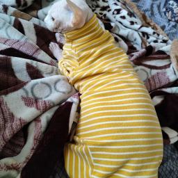 Macacão de algodão descascado para gatos, casaco de 4 pernas para Sphnx, camiseta de mangas compridas para gatinhos, Devon Rex, roupas de inverno - Image 5