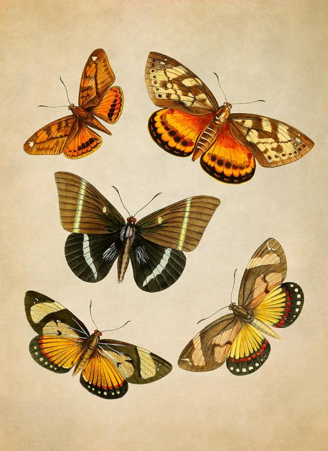 Ilustrações Vintage de Répteis, Algas, Flores, Peixes, Insetos e Pássaros em Lona para Decoração de Interiores