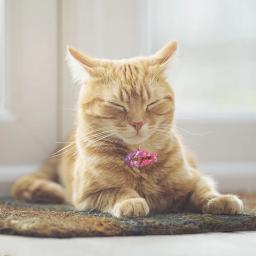 Silicone Molde para Cão e Gato Tag, Forma Óssea, Resina Epóxi Molde para DIY, Animais Chaveiro, Colar Pingentes, Resina Epóxi Moldes Artesanato - Image 5