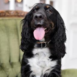 Cão rolado colar de couro ajustável metal fivela coleiras para cães suprimentos para animais de estimação coleiras para cães médio e grande presente para cão - Image 2
