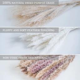 30 pçs flores secas natureza fofo pampas grama para festa de casamento decoração coelho cauda de coelho canas flores artificiais decoração de casa - Image 3